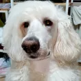 member face