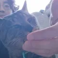 member face