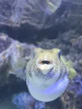 member face