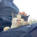 member face