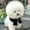 member face