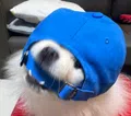 member face