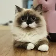 member face