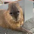 member face