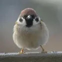 member face