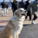 member face