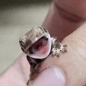 member face