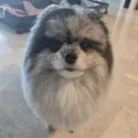 member face