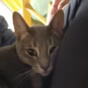 member face