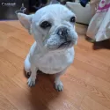 member face