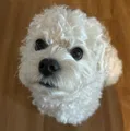 member face