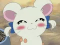 member face