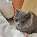 member face