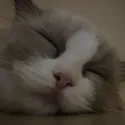 member face