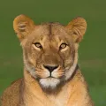 member face