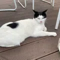 member face