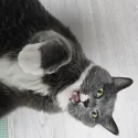member face