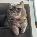 member face