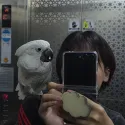 member face