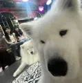 member face