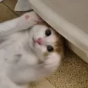 member face