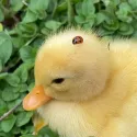 member face