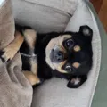 member face
