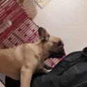 member face