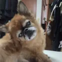 member face