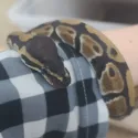 member face