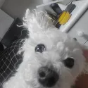 member face