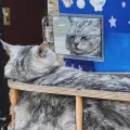 member face