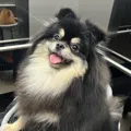 member face