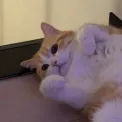 member face
