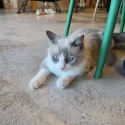 member face