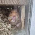member face