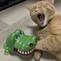 member face
