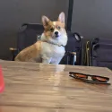 member face
