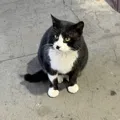 member face