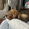 member face