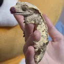 member face