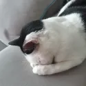 member face