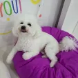 member face