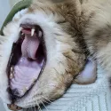 member face