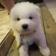 member face