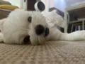 member face