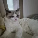 member face