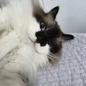 member face
