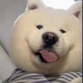 member face