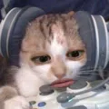 member face